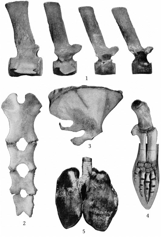 Plate 13 SKELETON AND LUNGS OF MESOPLODON EUROPÆUS