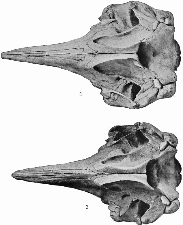 Plate 19 SKULLS OF ZIPHIUS CAVIROSTRIS