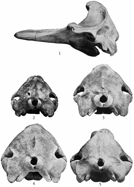 Plate 21 SKULLS OF ZIPHIUS CAVIROSTRIS