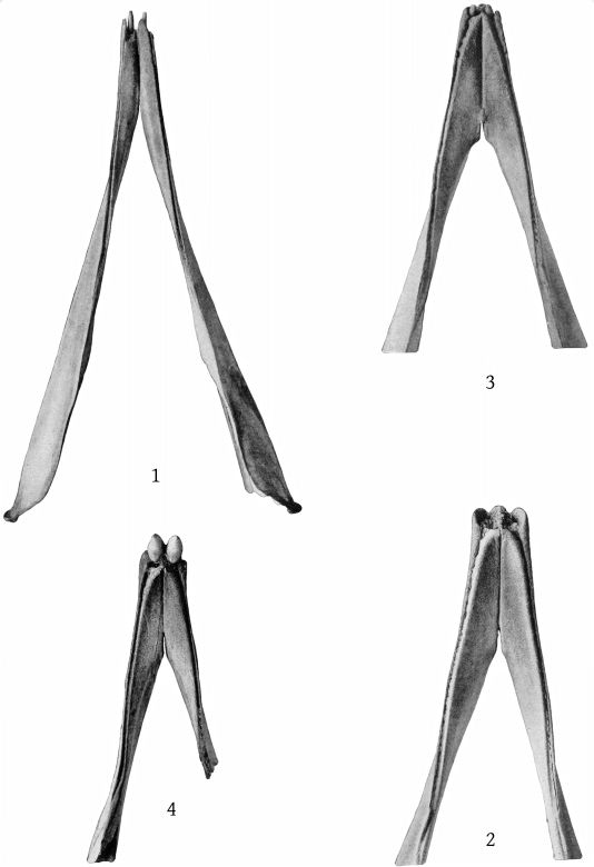 Plate 22 MANDIBLES OF ZIPHIUS CAVIROSTRIS