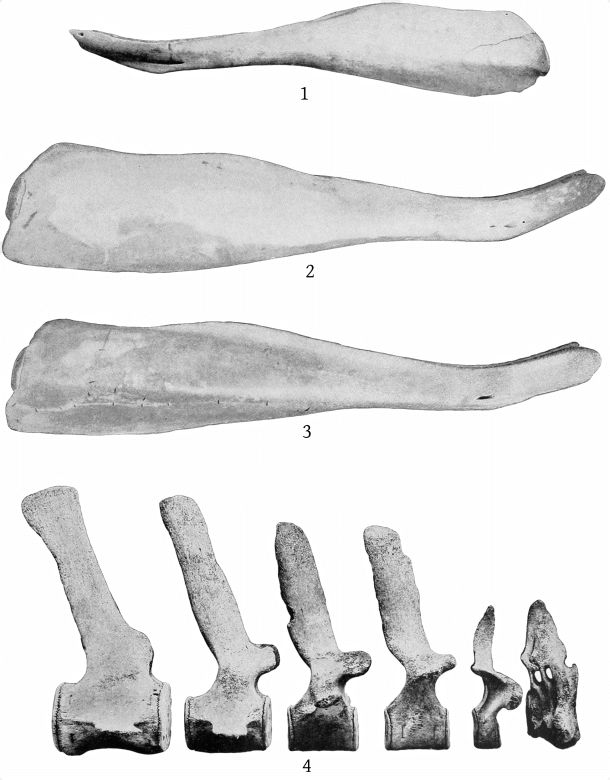 Plate 24 MANDIBLES AND VERTEBRÆ OF ZIPHIUS CAVIROSTRIS