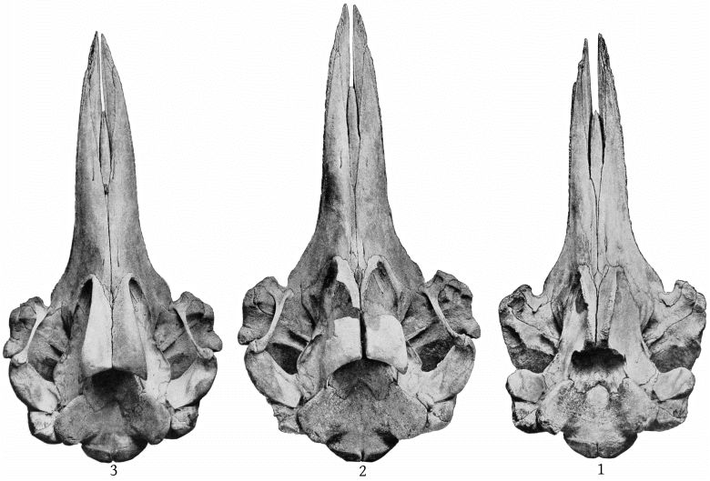 Plate 27 SKULLS OF BERARDIUS BAIRDII