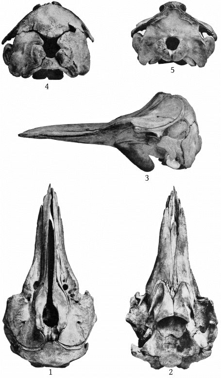 Plate 29 SKULLS OF BERARDIUS BAIRDII