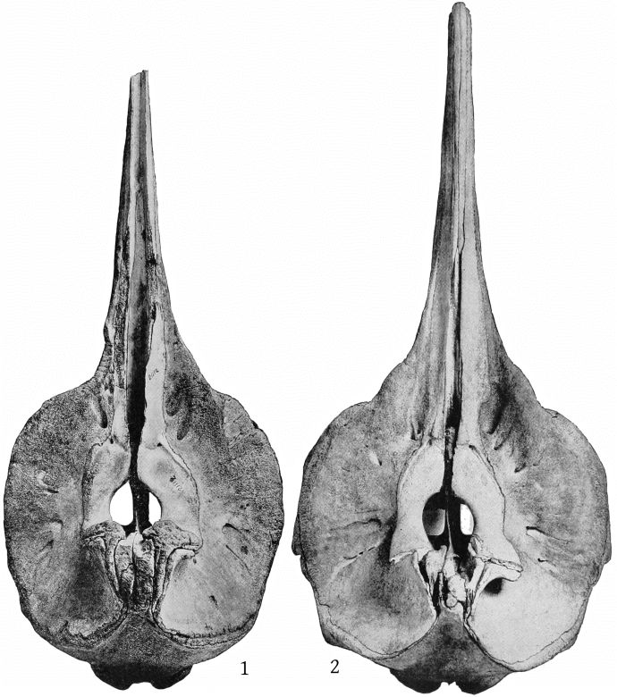 Plate 3 SKULLS OF MESOPLODON STEJNEGERI