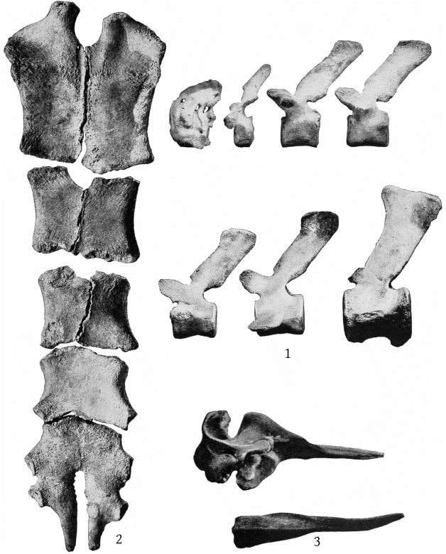 Plate 32 BERARDIUS BAIRDII AND HYPEROÖDON AMPULLATUS