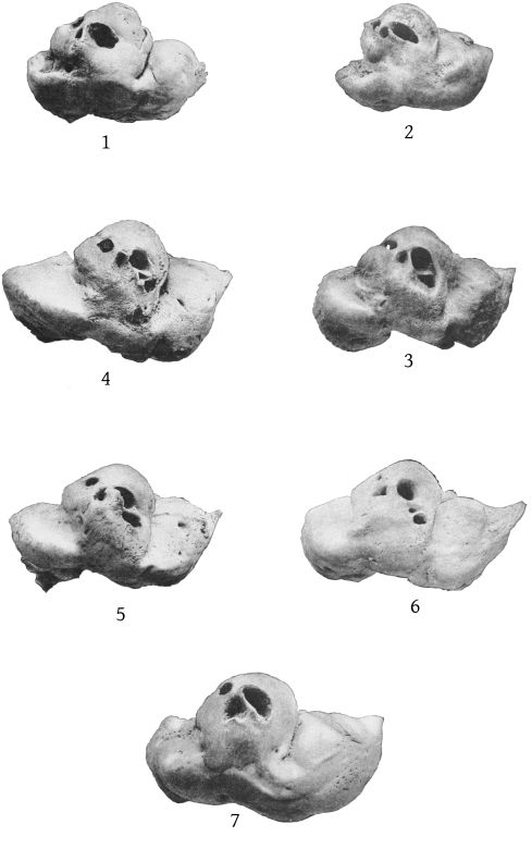 Plate 36 PERIOTIC BONES OF MESOPLODON, ZIPHIUS, AND BERARDIUS