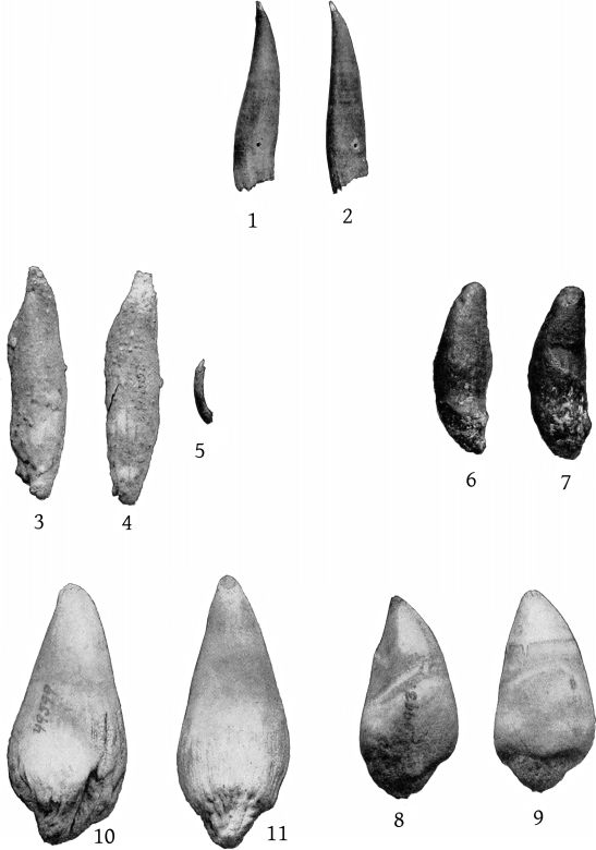 Plate 38 TEETH OF ZIPHIUS CAVIROSTRIS