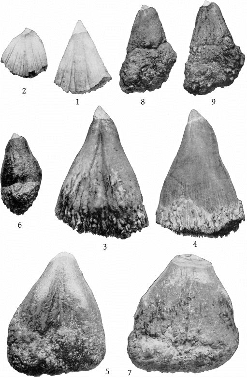 Plate 39 TEETH OF BERARDIUS BAIRDII