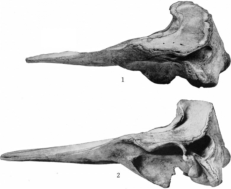 Plate 9 SKULLS OF MESOPLODON STEJNEGERI