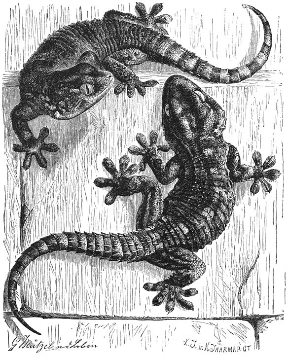 Muurgekko (Tarentola mauritanica). Ware grootte.