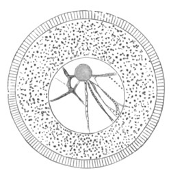 Unripe ovum of Toxopneustes lividus