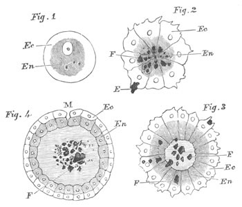 Formation of a Gastrula