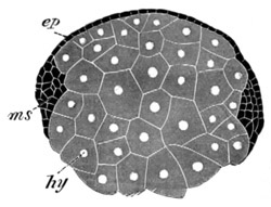 Section of ovum of Euaxes