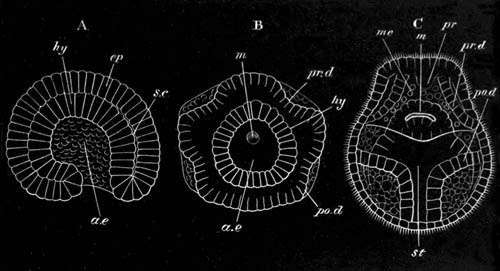 Three stages in the development of Lineus