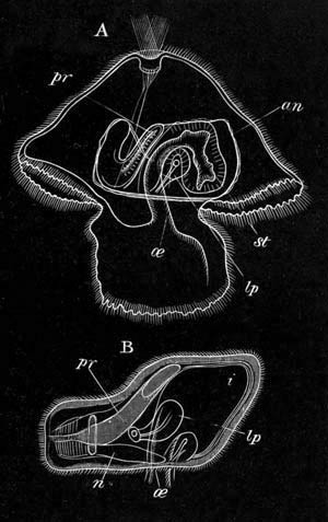 Philidium and Nemertea