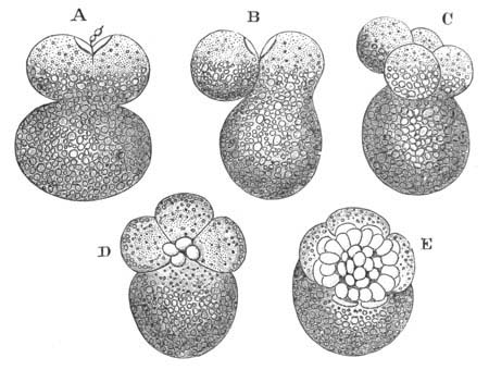 Segmentation of Nassa mutabilis