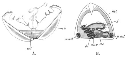 Views Glochidium