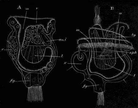 Two stages in the development of Pedicellina