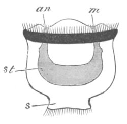 Larva of a Polyzoon