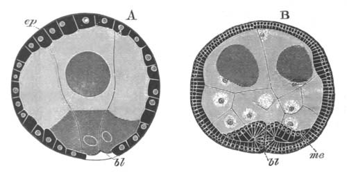 Epibolic gastrula of Bonellia