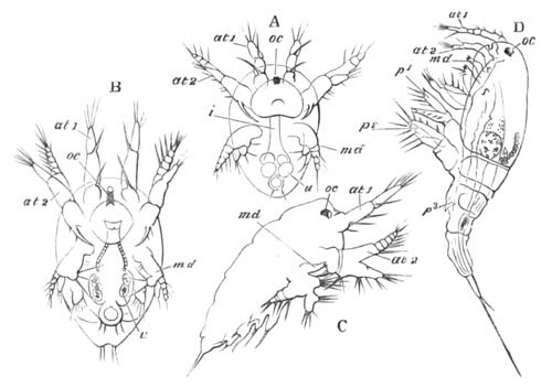 Stages in the development of   Cyclops tenuicornis