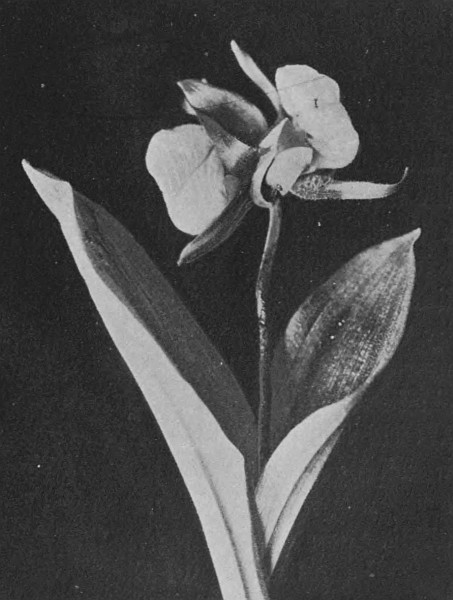 Fig. 3.—A Twin-Flowered Cypripedium Acaule (Ait.).