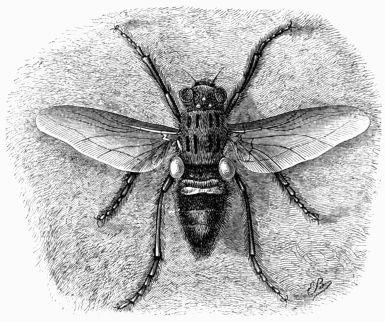 Fig. 45.—Bot-fly Œstrus bovis).