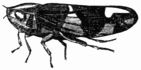 Fig. 85.—The Froghopper (Aphrophora spumaria).