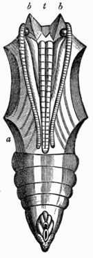 Fig. 127.—Chrysalis of the large Tortoise-shell Butterfly (Vanessa polychloros), magnified, seen from the lower side.