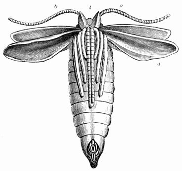 Fig. 128.—Chrysalis of the Large Tortoise-shell Butterfly (Vanessa polychloros) whose different parts have been opened before they were fastened down.