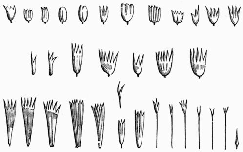 Fig. 133.—Different forms of the scales of Butterflies, after Réaumur.