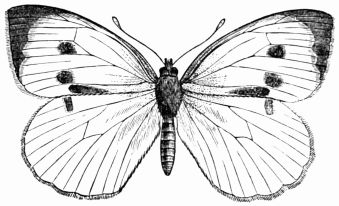 Fig. 144.—Pieris brassicæ.