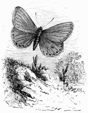 Fig. 157.—Lycæna (Polyommatus) ægon.