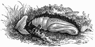 Fig. 188.—Pupa of Deilephila (Chærocampa) elpenor.