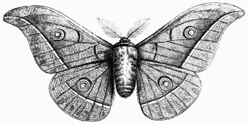 Fig. 225.—Attacus (Bombyx) pernyi.