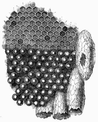 Fig. 320.—Portion of the comb, with the eggs occupying the   cells. One of the royal cells has been opened by the queen.