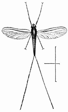 Fig. 393.—Cloëon diptera.