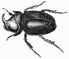 Fig. 435.—Oryctes nasicornis, male.