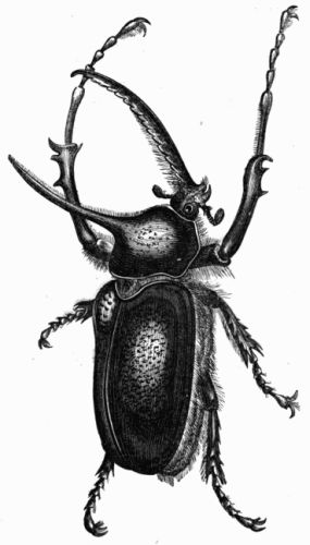 Fig. 440.—Scarabæus (Golofa) Porteri.