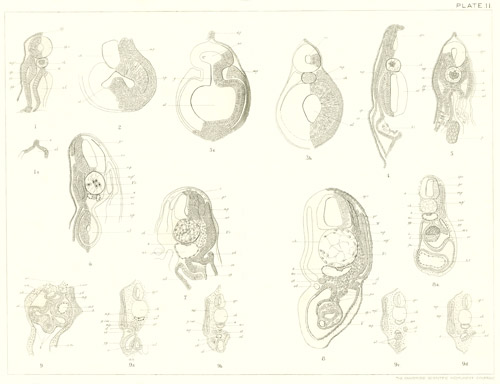 Illustration: Plate 11