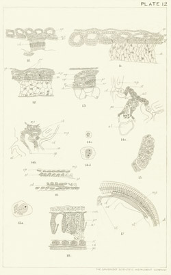 Illustration: Plate 12