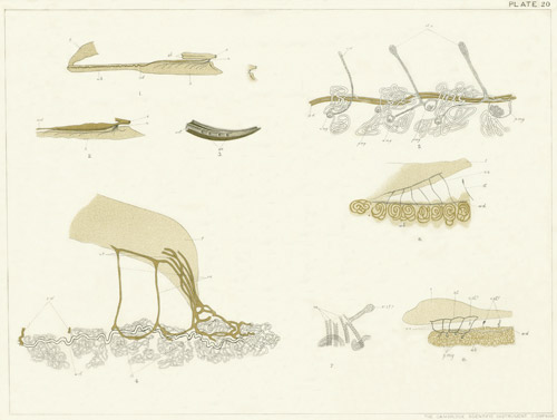 Illustration: Plate 20