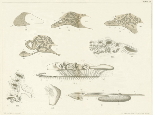 Illustration: Plate 39