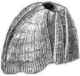 Balanus tintinnabulum, var. coccopoma.