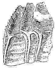 Acasta glans, compartments.