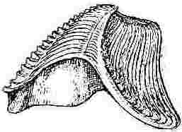 Pyrgoma conjugatum, scutum and tergum.