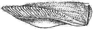 Pyrgoma crenatum, scutum.