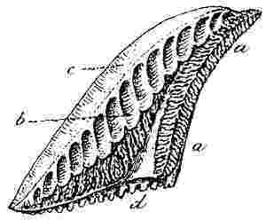 Chelonobia testudinaria.