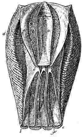 Coronula diadema.