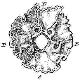 Chamæsipho scutelliformis.